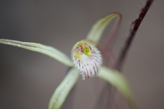 Caladenia validinervia