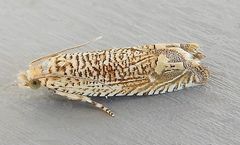 Eucosma argutipunctana