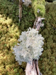 Sphaerophorus globosus