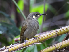 Meliphaga notata