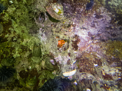 Cnemidocarpa finmarkiensis