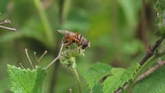Palpada vinetorum