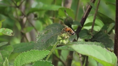 Palpada vinetorum