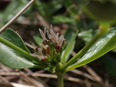 Opercularia ovata
