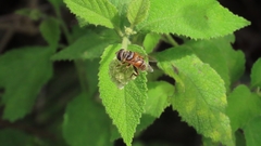 Palpada vinetorum