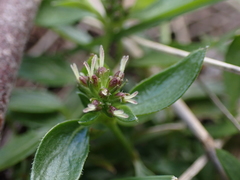 Opercularia ovata