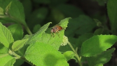 Palpada vinetorum