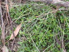 Opercularia ovata