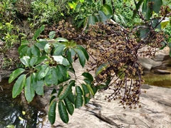 Heptapleurum capitatum