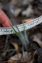 Caladenia validinervia