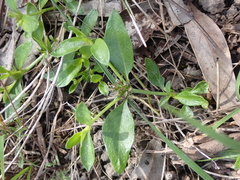 Opercularia ovata
