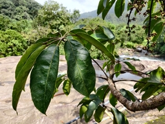 Heptapleurum capitatum