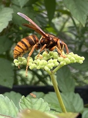 Vespa simillima xanthoptera