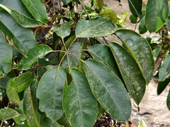 Heptapleurum capitatum