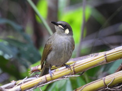 Meliphaga notata