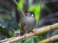 Meliphaga notata