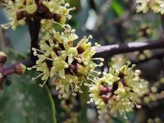 Heptapleurum capitatum