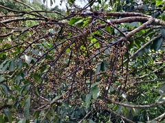 Heptapleurum capitatum