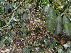 Heptapleurum capitatum