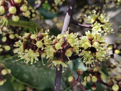 Heptapleurum capitatum