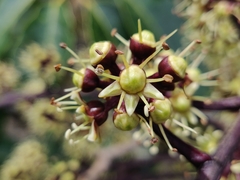 Heptapleurum capitatum