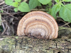 Trametes orientalis