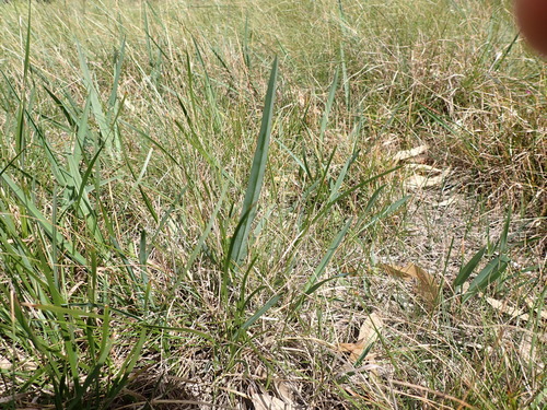 Image of Dianella amoena by (c) Nina Kerr, some rights reserved (CC BY)