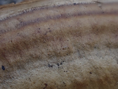 Trametes orientalis