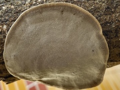 Trametes orientalis