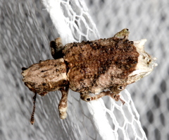 Aesiotes notabilis
