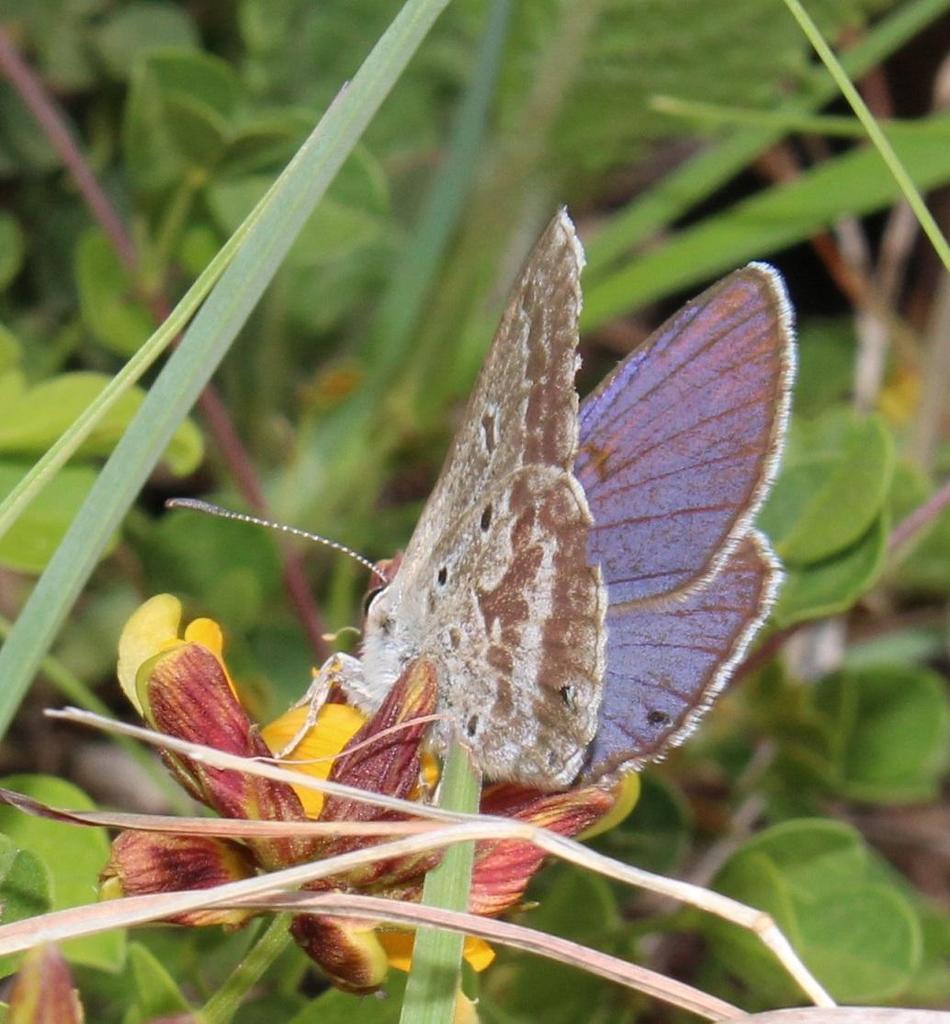 Graham's Blue