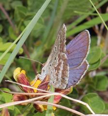 Lepidochrysops grahami