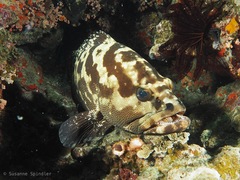Epinephelus polyphekadion