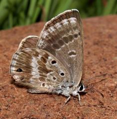 Lepidochrysops grahami