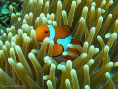 Amphiprion percula