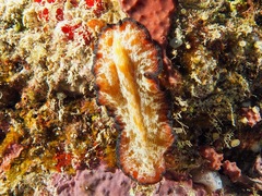 Pseudobiceros fulgor