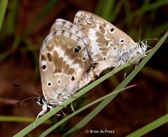 Lepidochrysops grahami