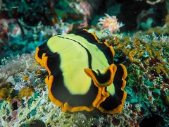 Pseudoceros dimidiatus