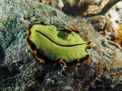 Pseudoceros dimidiatus