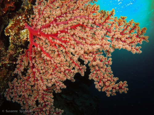 Family · iNaturalist