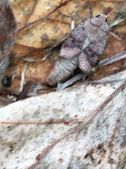 Parastichtis suspecta