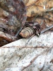 Parastichtis suspecta