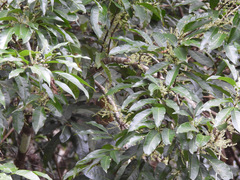 Guioa acutifolia