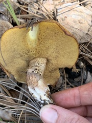 Suillus kaibabensis