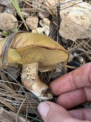 Suillus kaibabensis