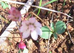 Crassula capensis capensis