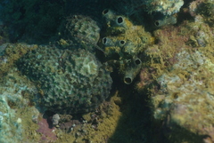 Corythoichthys amplexus
