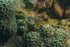 Corythoichthys amplexus