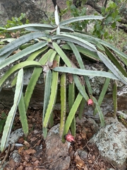 Selenicereus ocamponis