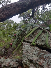 Selenicereus ocamponis